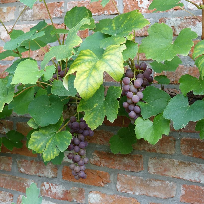 Vigne Fragola Nera - Raisin fraise (Récolte)