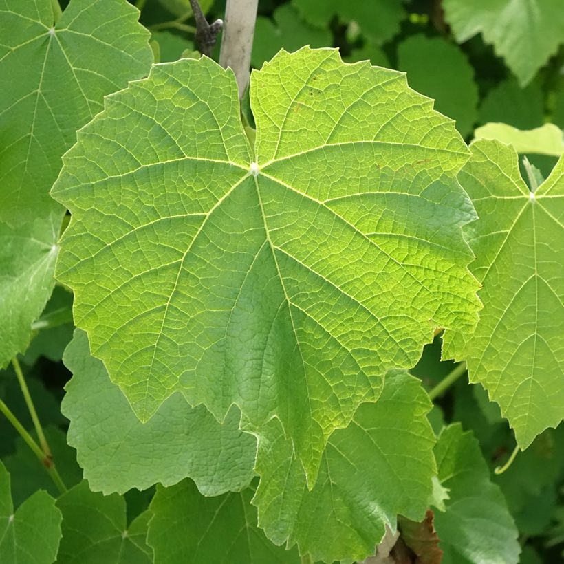 Vigne Fragola Nera Précoce - Raisin fraise (Feuillage)