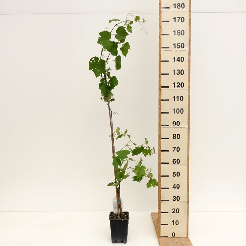 Spécimen de Vigne Fragola Nera Précoce - Raisin fraise Pot de 1,5L/2L tel que livré au printemps