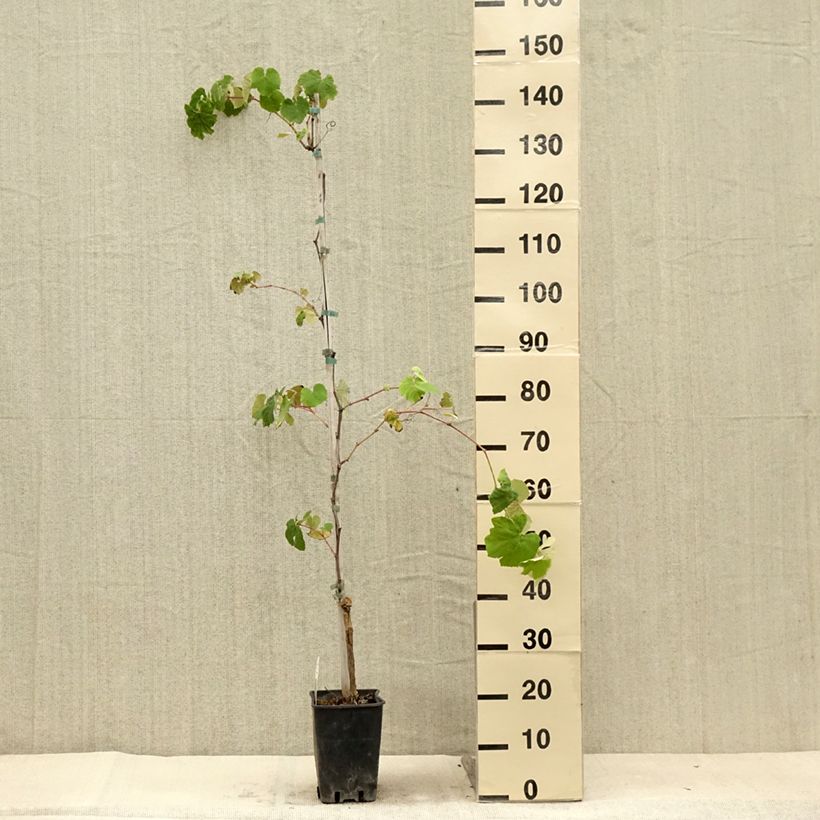 Spécimen de Vigne Fragola Nera - Raisin fraise Pot de 4L/5L, Tuteur tel que livré en été