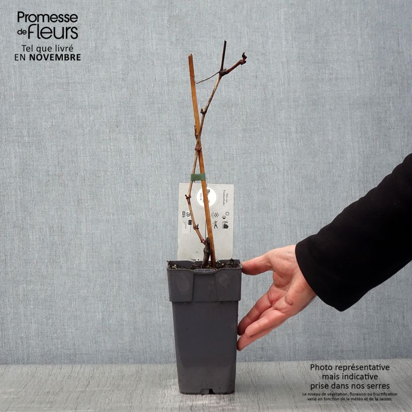 Spécimen de Vigne Frankenthaler Pot de 2L/3L tel que livré en automne