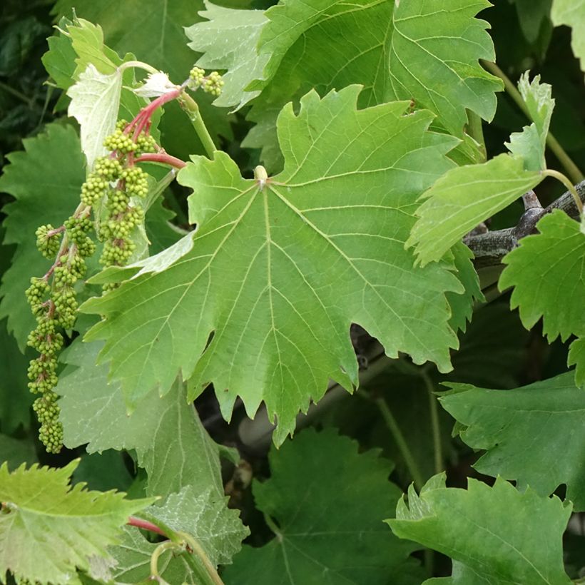 Vigne Katharina (Feuillage)