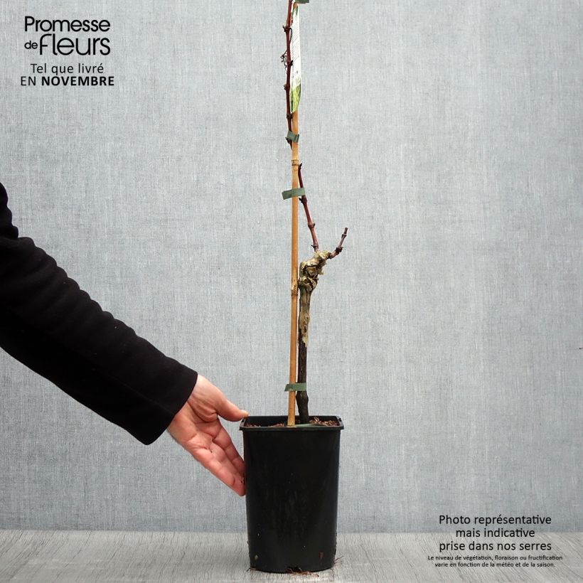 Spécimen de Vigne Lakemont Pot de 2L/3L tel que livré en automne