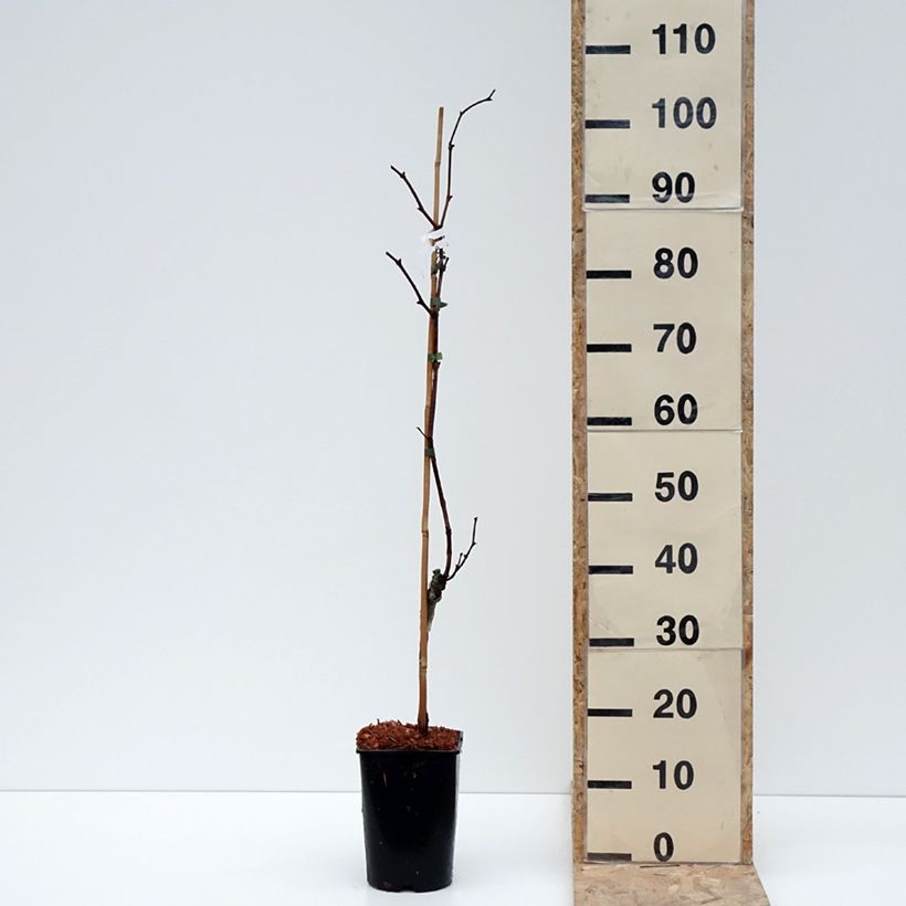 Spécimen de Vigne Marechal Foch - Vitis x vinifera Pot de 2L/3L tel que livré en hiver