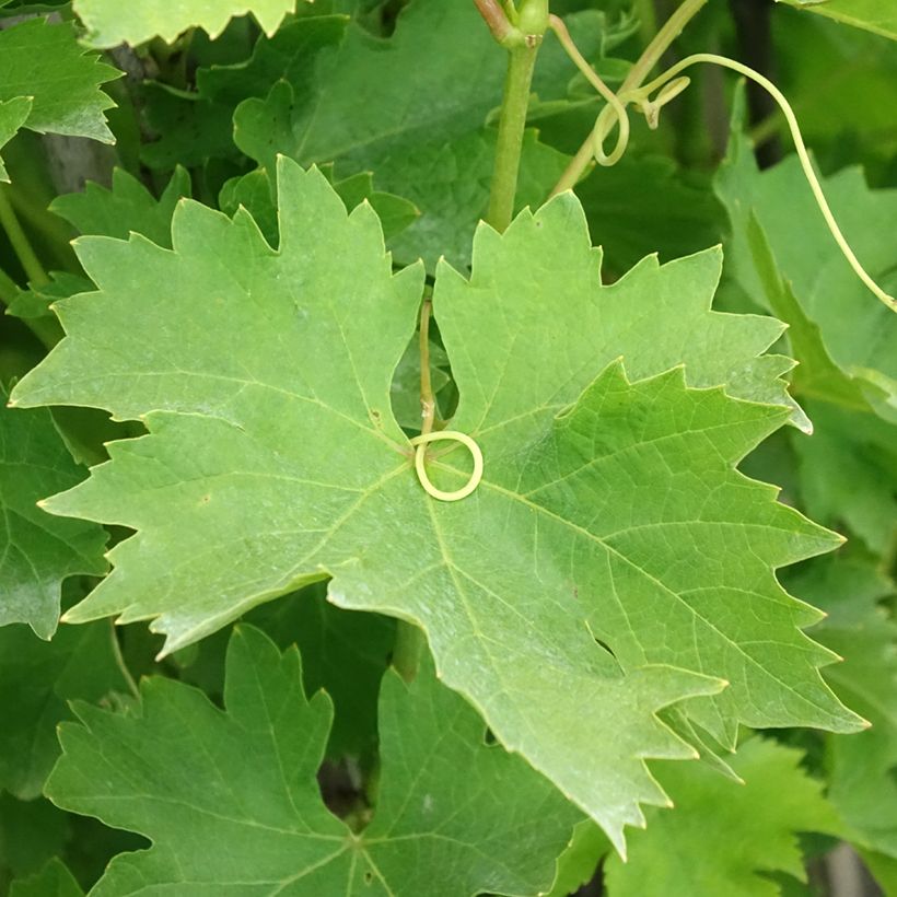 Vigne Matilde (Feuillage)