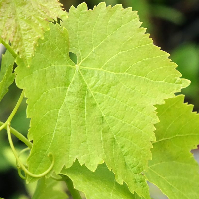 Vigne Merlot (Feuillage)