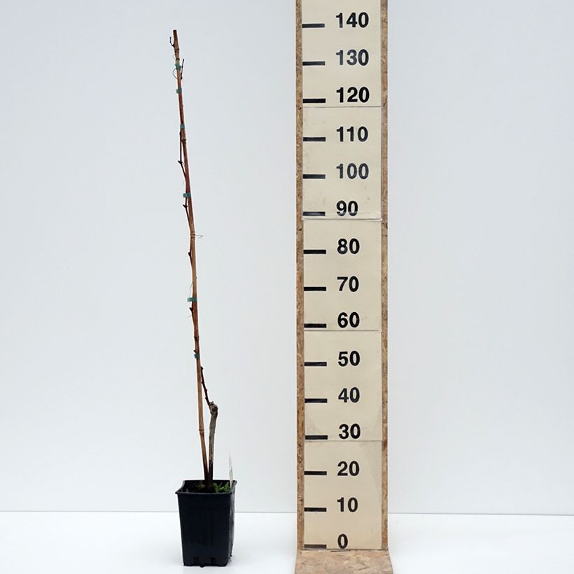 Spécimen de Vigne Moscato Monregalese - Vitis vinifera Pot de 1,5L/2L tel que livré en hiver