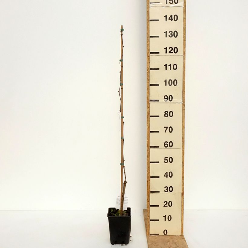 Spécimen de Vigne Moscato Monregalese - Vitis vinifera - Pot de 1,5L/2L tel que livré au printemps