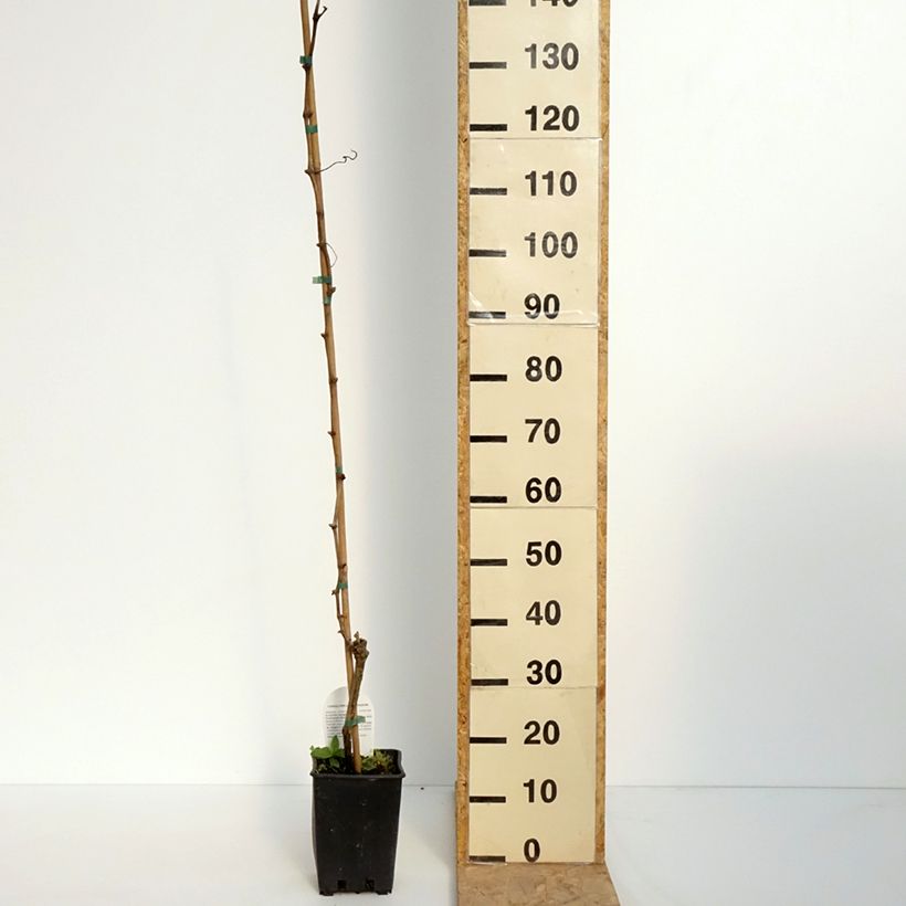 Spécimen de Vigne Moscato Terracina - Vitis vinifera - Pot de 1,5L/2L tel que livré au printemps