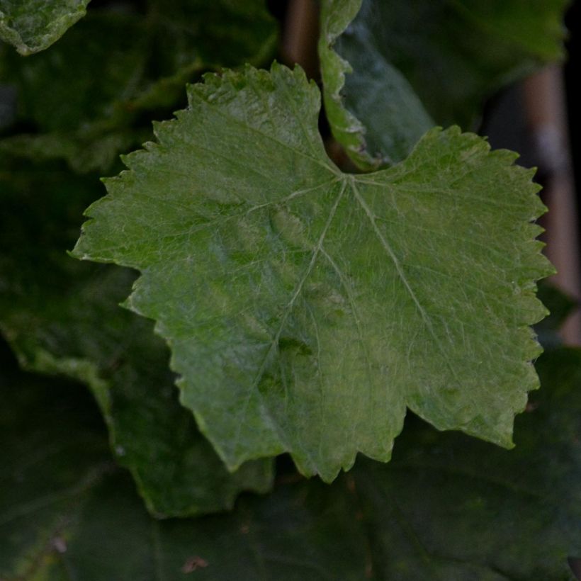 Vigne Muscat champion (Feuillage)