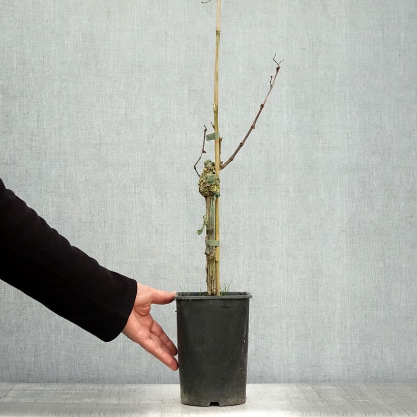 Spécimen de Vigne Muscat d'Alexandrie Pot de 2L/3L tel que livré en automne