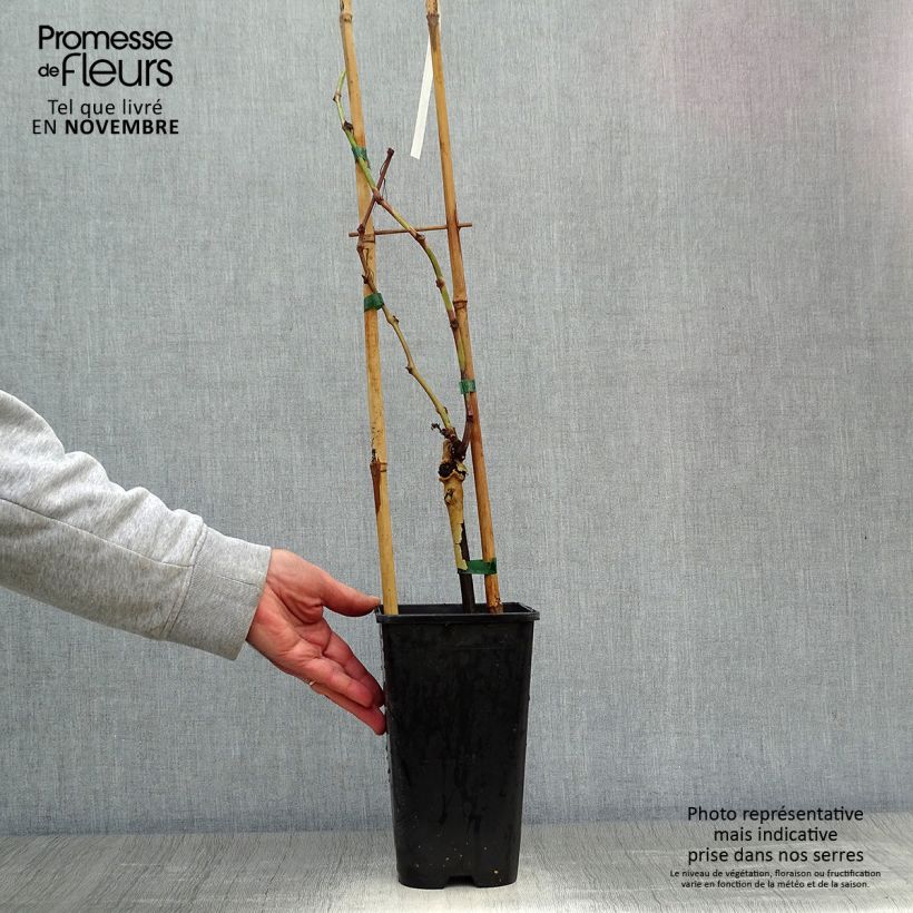 Spécimen de Vigne Muscat de Hambourg Pot de 1,5L/2L tel que livré en automne