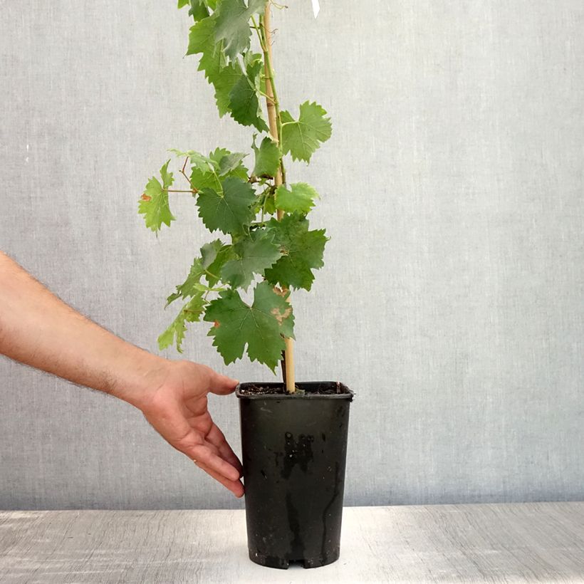 Spécimen de Vigne Muscat Petits grains Pot de 2L/3L tel que livré en été