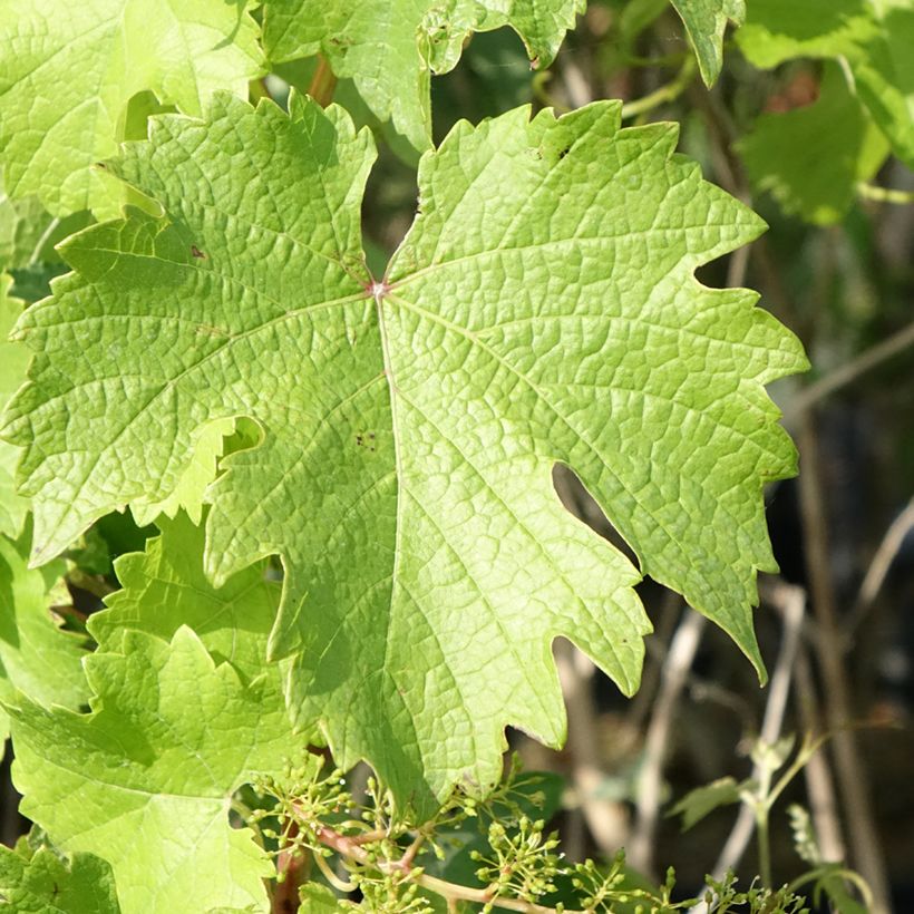 Vigne Nathy-Sauvignac Vign'Happy Fruitality (Feuillage)