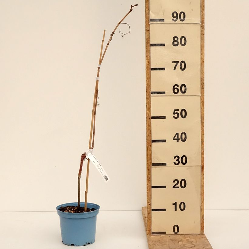 Spécimen de Vigne Nathy-Sauvignac Vign'Happy Fruitality Pot de 3L/4L tel que livré en hiver