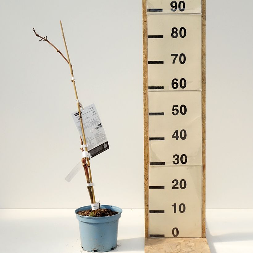 Spécimen de Vigne Nathy-Sauvignac Vign'Happy Fruitality - Pot de 3L/4L tel que livré au printemps