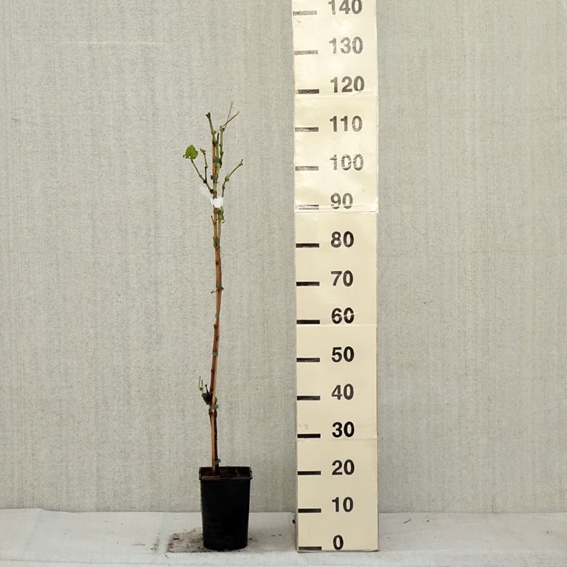 Spécimen de Vigne New York Muscat - Vitis vinifera  - Pot de 2L/3L tel que livré en automne