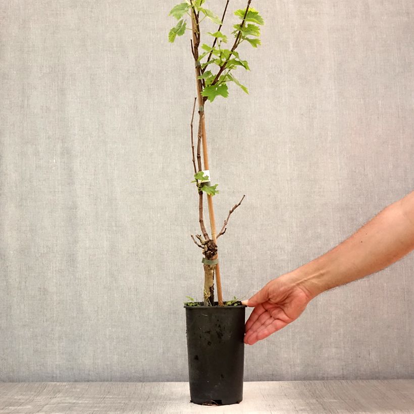 Spécimen de Vigne Perle de Csaba Pot de 1,5L/2L tel que livré en été