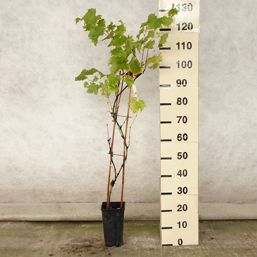 Spécimen de Vigne Petit Verdot Pot de 2L/3L tel que livré en été