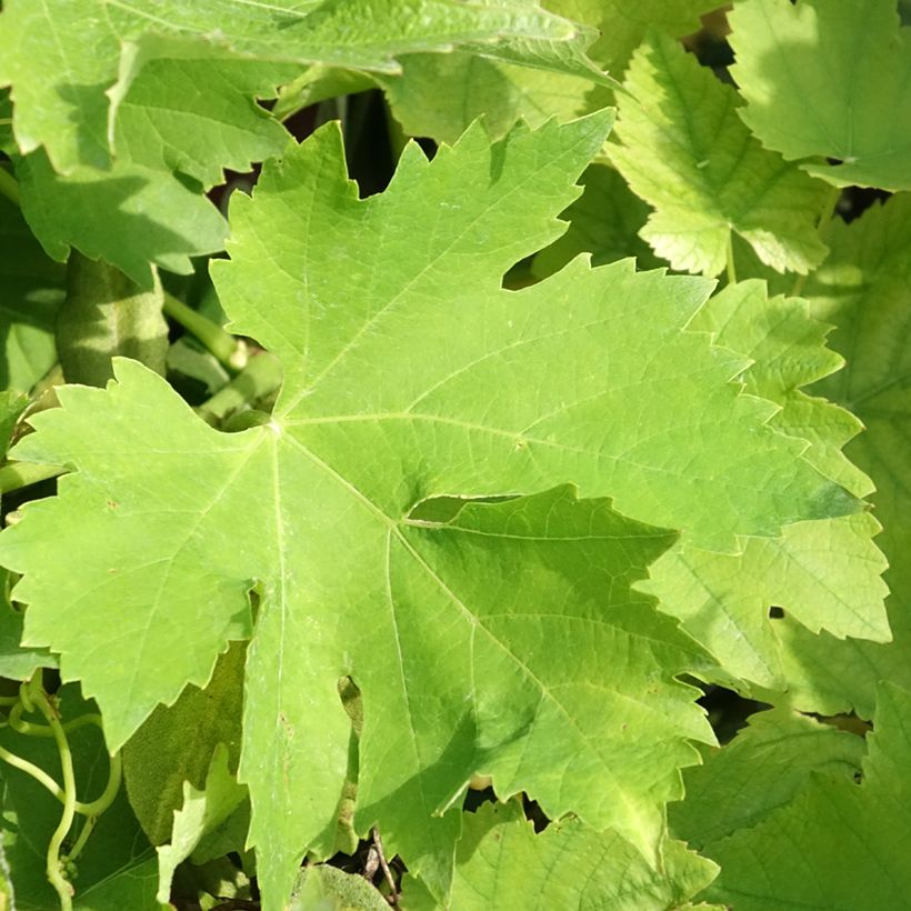 Vigne Petit Verdot (Feuillage)