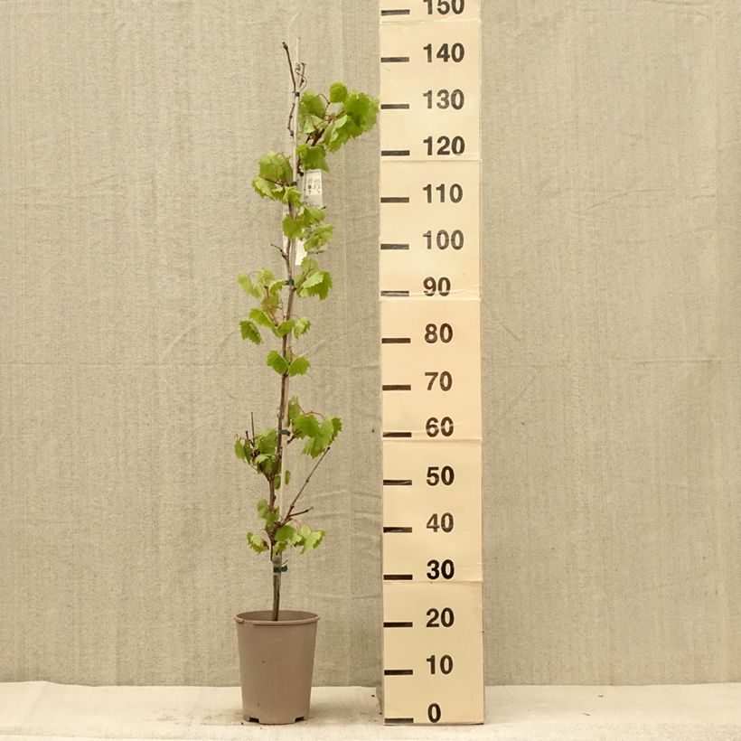 Spécimen de Vigne Philipp Pot de 4L/5L tel que livré en été