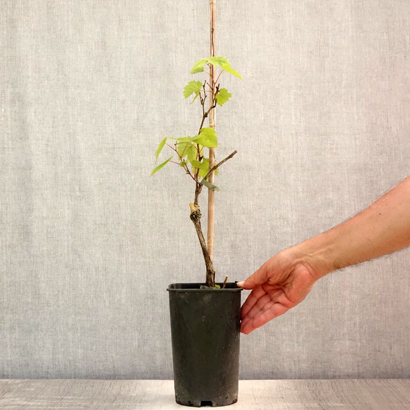 Spécimen de Vigne Pied de Perdrix Pot de 2L/3L tel que livré en été