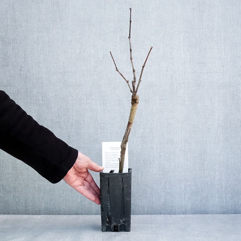 Spécimen de Vigne Pinot Noir Pot de 1L/1,5L tel que livré en hiver