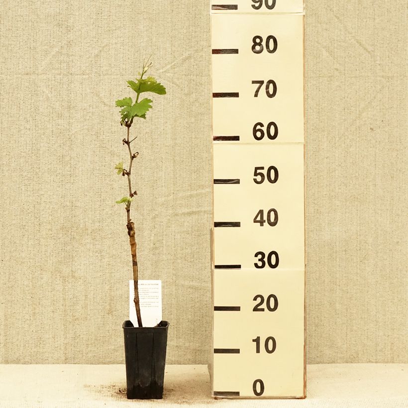 Spécimen de Vigne Pinot Noir Pot de 1L/1.5L tel que livré au printemps