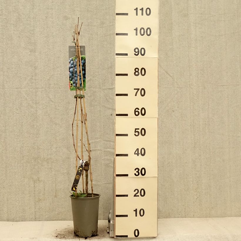 Spécimen de Vigne Regent - Vitis vinifera - Pot de 3L/4L tel que livré au printemps