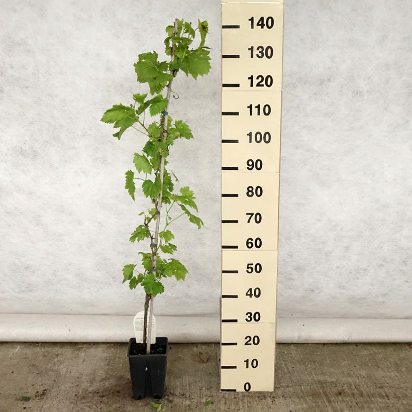 Spécimen de Vigne sans pépin Apirena rossa Pot de 3L/4L tel que livré en été