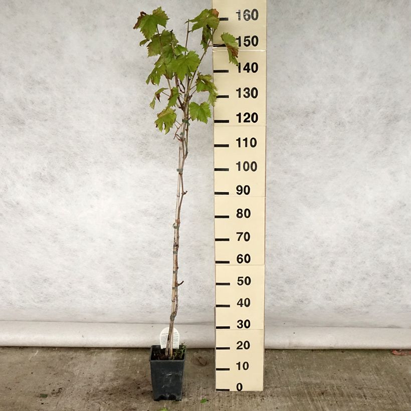 Spécimen de Vigne sans pépin Sultanica bianca - Sultanine Pot de 1.5L/2L tel que livré en été