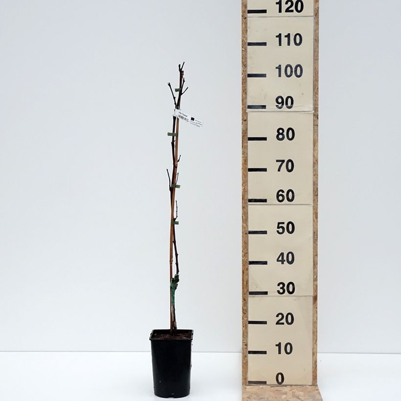 Spécimen de Vigne Solara - Vitis vinifera Pot de 2L/3L tel que livré en hiver