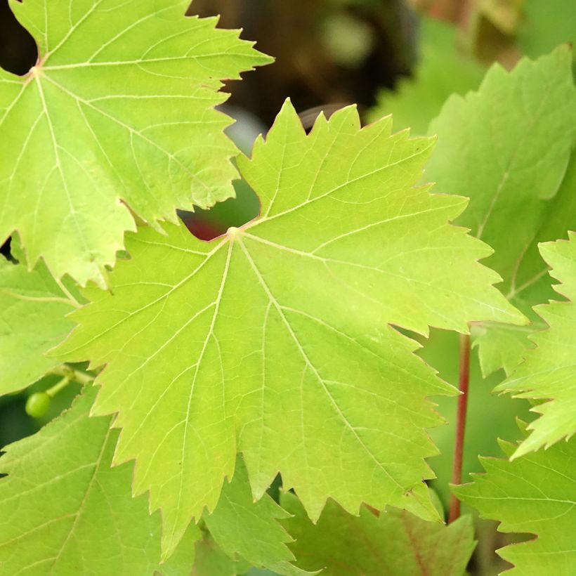 Vigne Solara - Vitis vinifera (Feuillage)