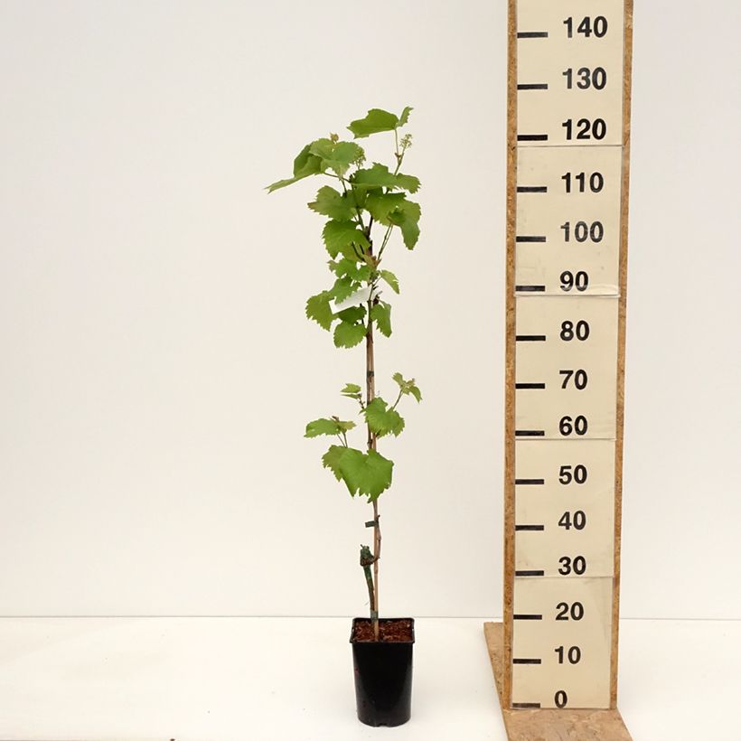 Spécimen de Vigne Solaris - Vitis vinifera Pot de 2L/3L tel que livré au printemps