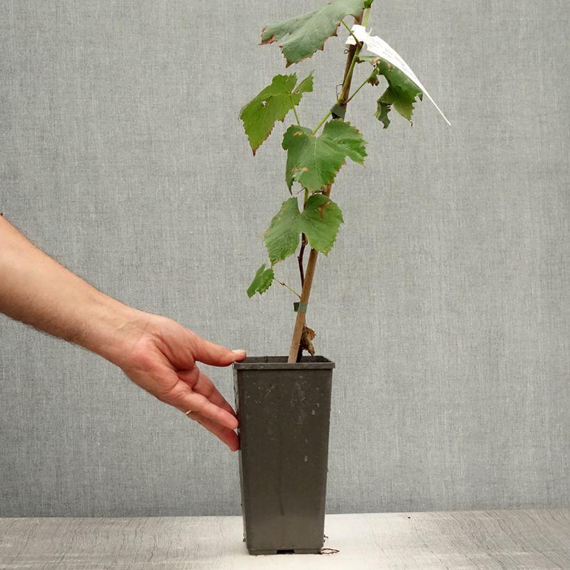 Spécimen de Vigne Venus Pot de 1,5L/2L tel que livré en été