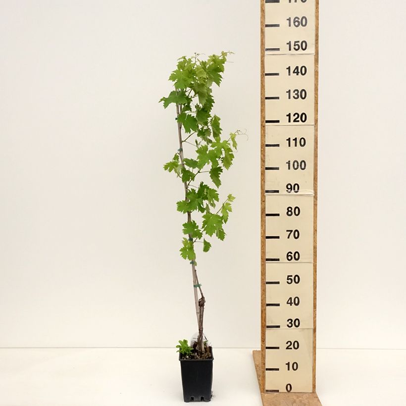 Spécimen de Vigne Vermentino bianco - Vitis vinifera Pot de 1,5L/2L tel que livré au printemps