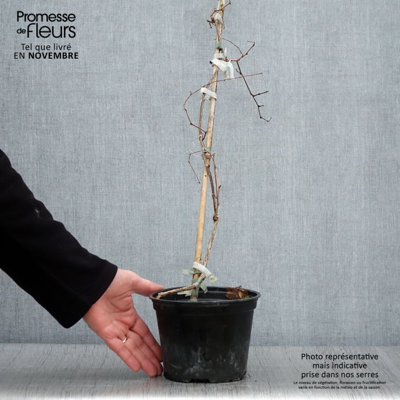 Spécimen de Vigne vierge - Ampelopsis brevipedunculata Elegans Pot de 1,5L/2L tel que livré en automne