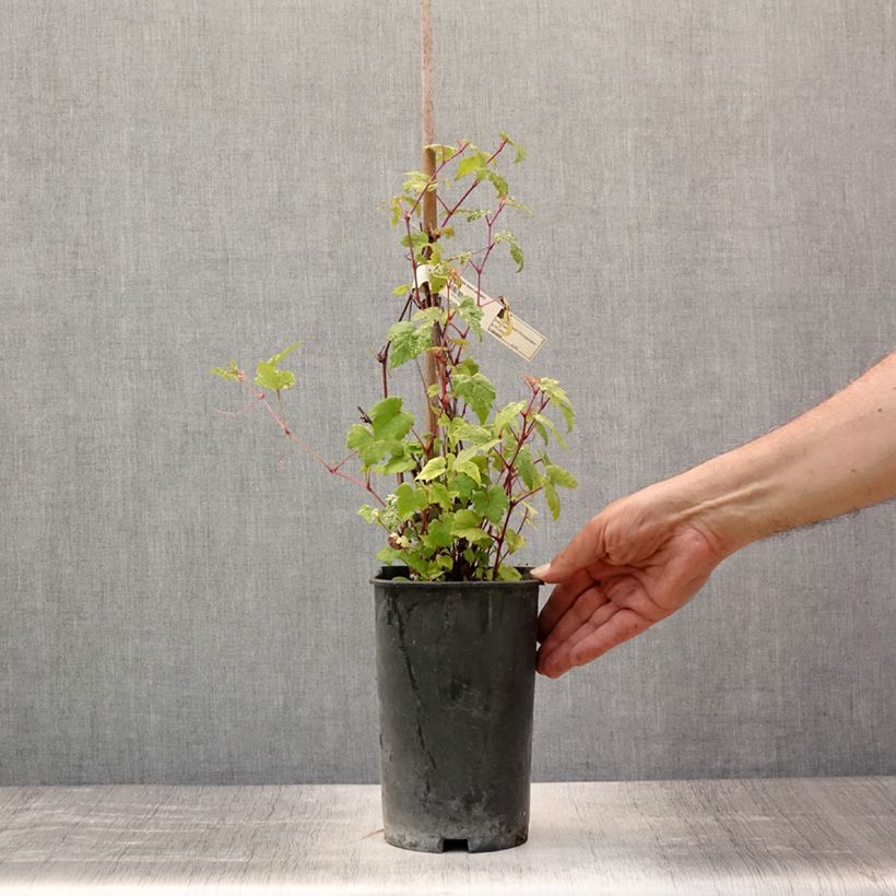 Spécimen de Vigne vierge - Ampelopsis brevipedunculata Elegans Pot de 3L/4L tel que livré en été