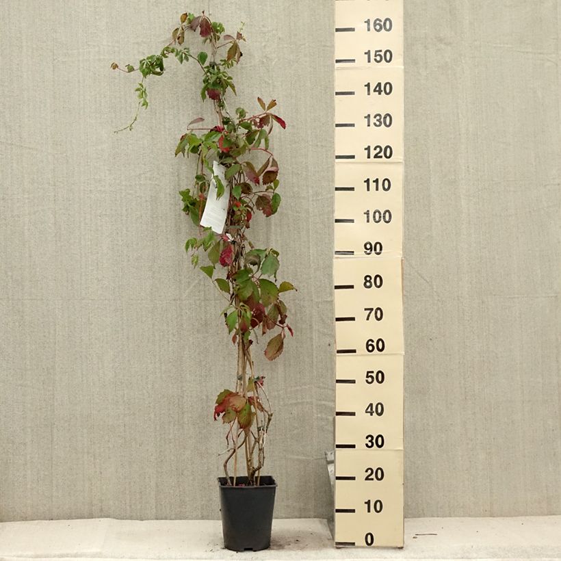 Spécimen de Vigne vierge commune - Parthenocissus viteacea (inserta) Pot de 4L/5L tel que livré en été