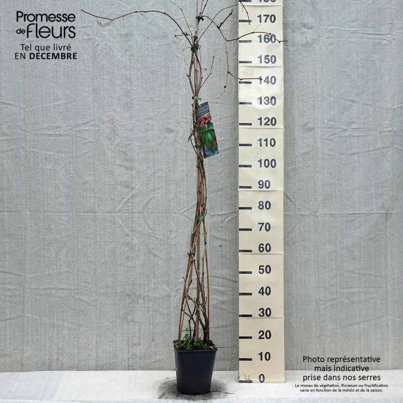 Spécimen de Vigne vierge commune - Parthenocissus viteacea (inserta) tel que livré en hiver