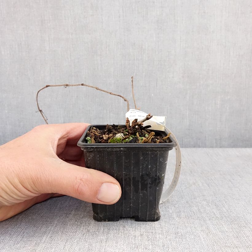 Spécimen de Vigne vierge de Henry - Parthenocissus henryana en godet de 9cm tel que livré au printemps