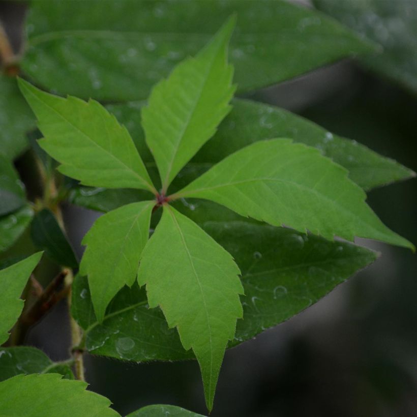 Vigne vierge - Parthenocissus quinquefolia Engelmannii (Feuillage)