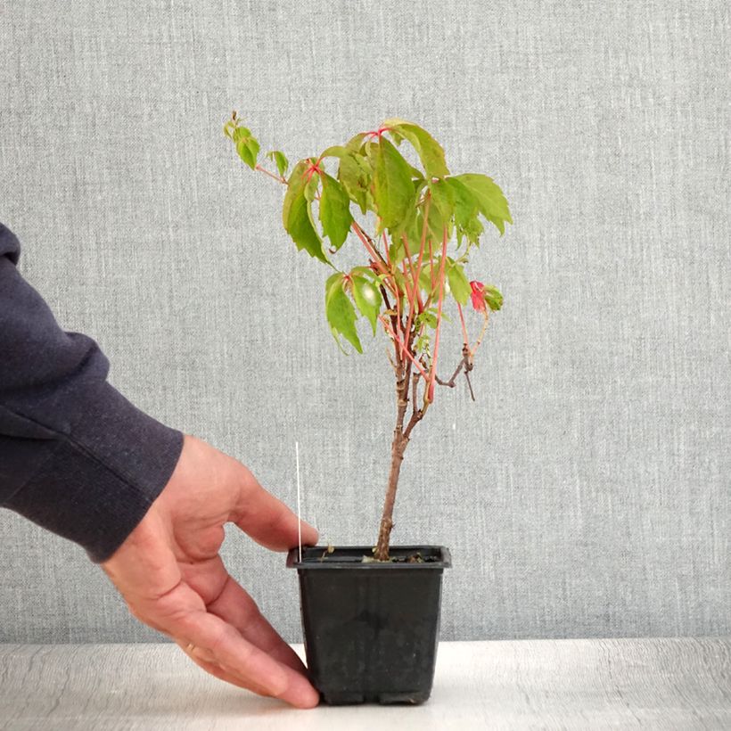 Spécimen de Vigne vierge - Parthenocissus quinquefolia Engelmannii Godet de 8/9 cm tel que livré en été