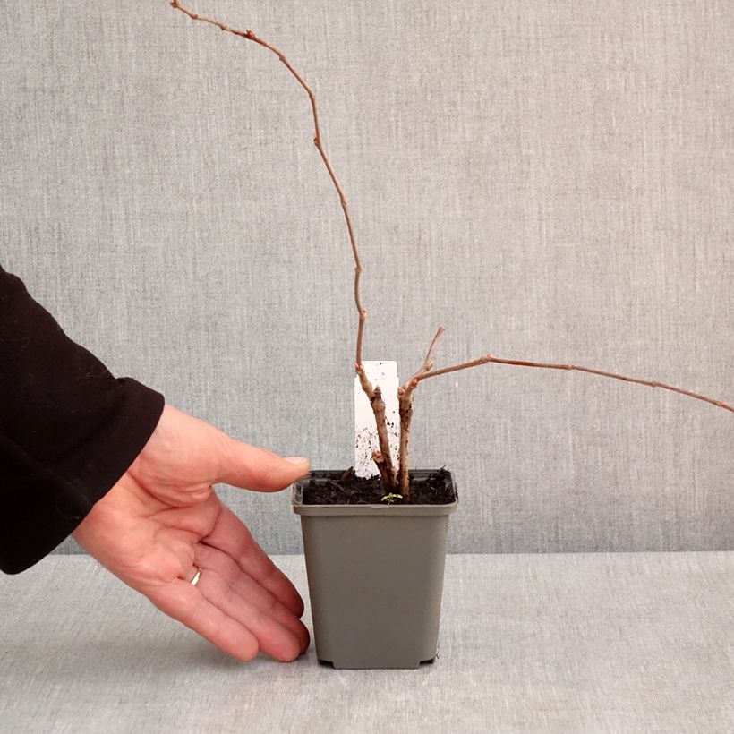 Spécimen de Vigne vierge - Parthenocissus quinquefolia Engelmannii en godet de 9cm tel que livré au printemps