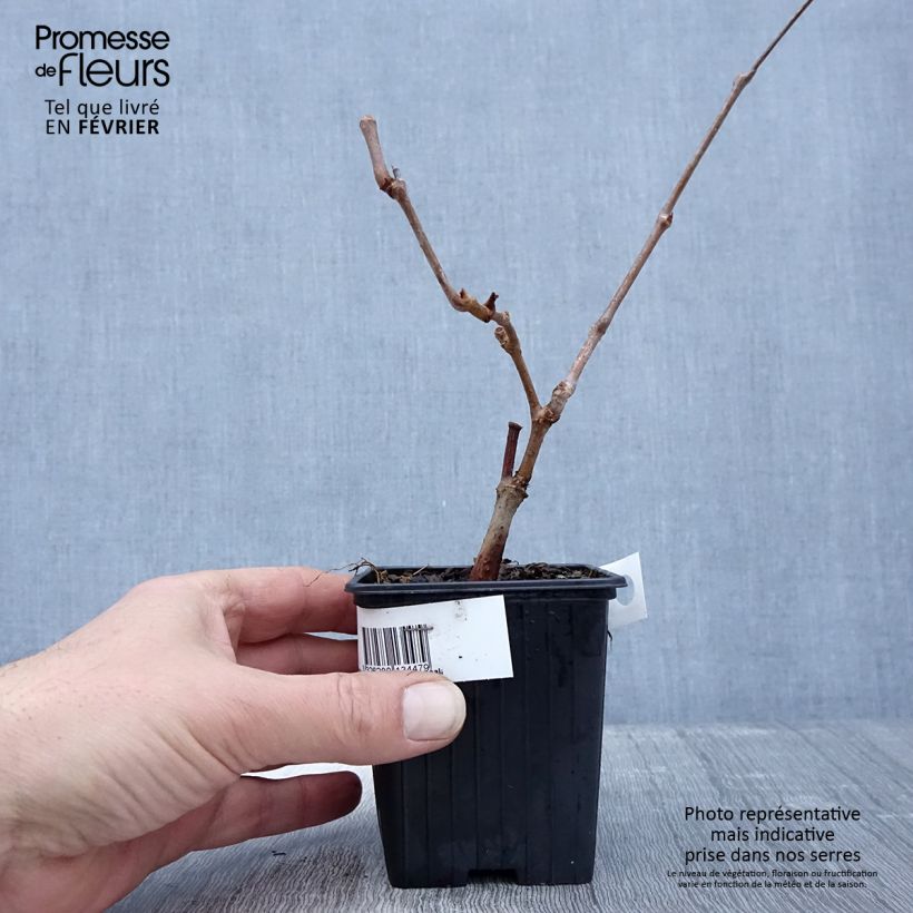 Spécimen de Vigne vierge - Parthenocissus quinquefolia Kirigami Godet de 8/9 cm tel que livré en hiver