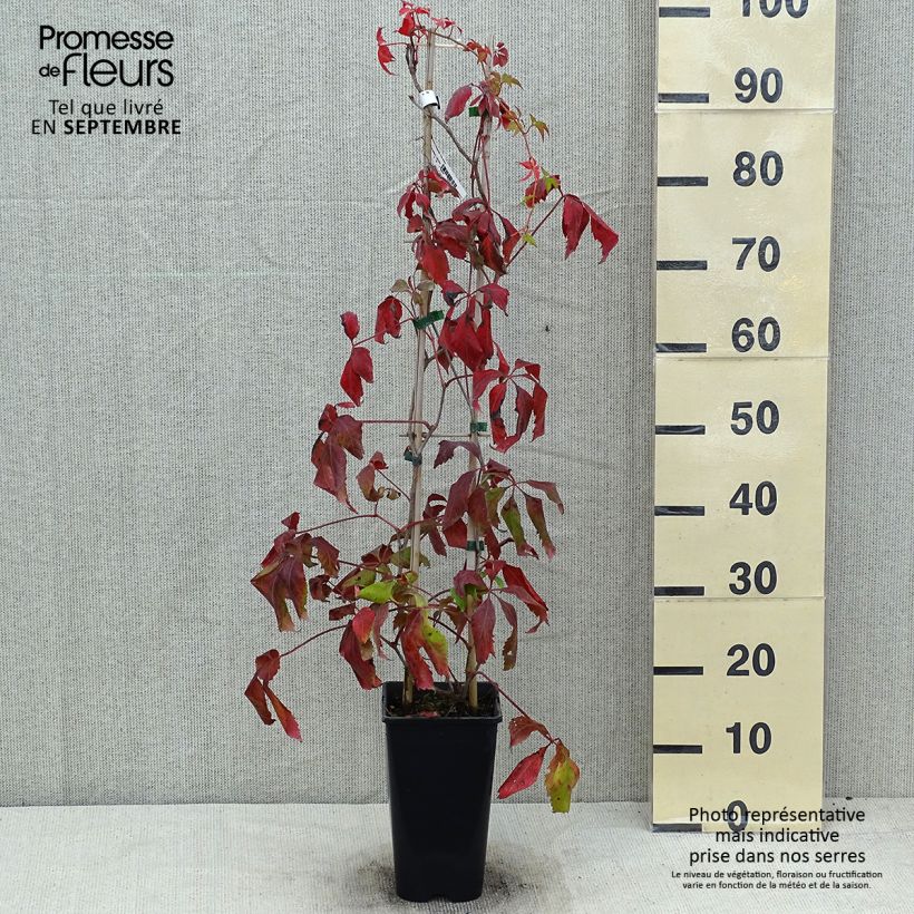Spécimen de Vigne vierge - Parthenocissus quinquefolia Murorum Pot de 1,5L/2L tel que livré en été