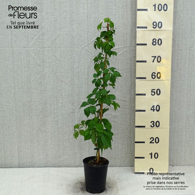 Spécimen de Vigne vierge - Parthenocissus quinquefolia Murorum Pot de 3L/4L tel que livré en été