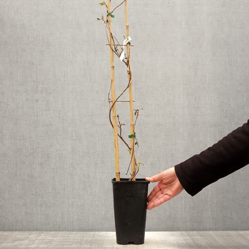 Spécimen de Vigne vierge - Parthenocissus quinquefolia Murorum en pot de 3l/4l tel que livré au printemps