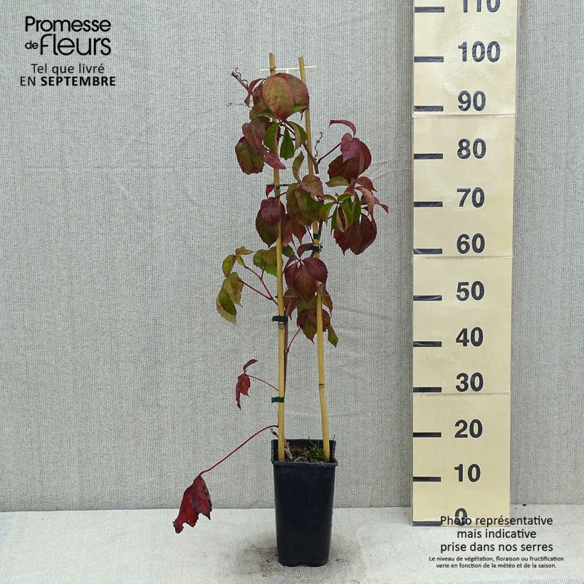 Spécimen de Vigne vierge - Parthenocissus quinquefolia Red Wall Pot de 2L/3L tel que livré en été
