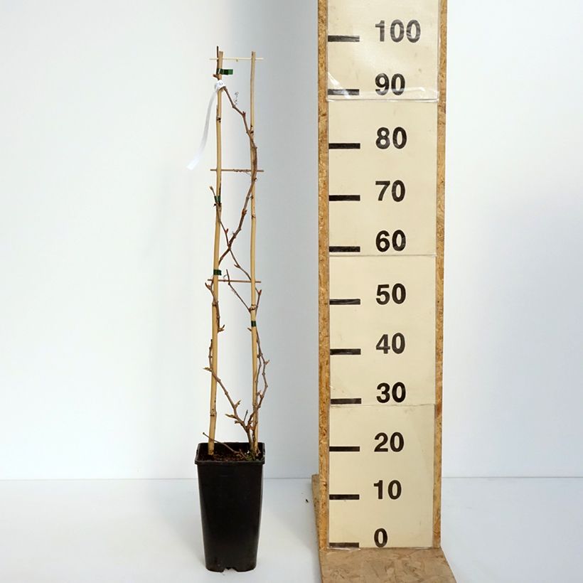 Spécimen de Vigne vierge - Parthenocissus quinquefolia Yellow Wall Pot de 3L/4LHauteur livrée env. 60cm tel que livré au printemps